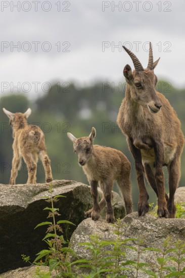 One adult female ibex (Capra ibex) standing on a rock with her babies standing next to her. A forest in the background