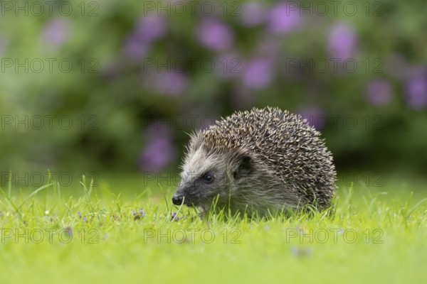 European hedgehog (Erinaceus europaeus) adult animal on a garden grass lawn in summer, England, United Kingdom