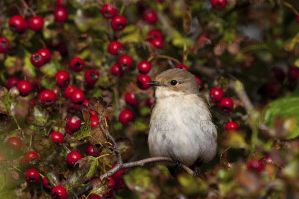 European Pied Flycatcher (Ficedula hypoleuca) female, Schleswig-Holstein, Germany