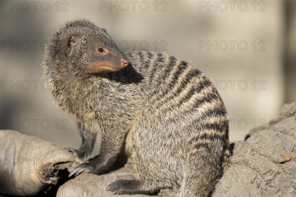 An adult zebra mongoose (Mungos mungo) sits on a hollow, fallen tree trunk in the soft morning light. East, Southeast and South-Central Africa