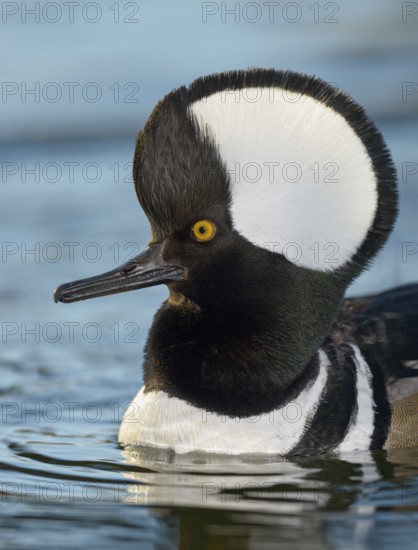 Hooded Merganser (Lophodytes cucullatus) male, Arizona, USA