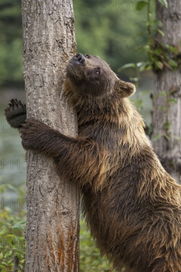 Grizzly Bear (Ursus arctos horribilis) hugging tree, British Columbia, Canada
