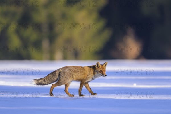 Red fox (Vulpes vulpes), foraging in a meadow covered with snow, Swabian Alb biosphere reserve, Baden-Württemberg, Germany