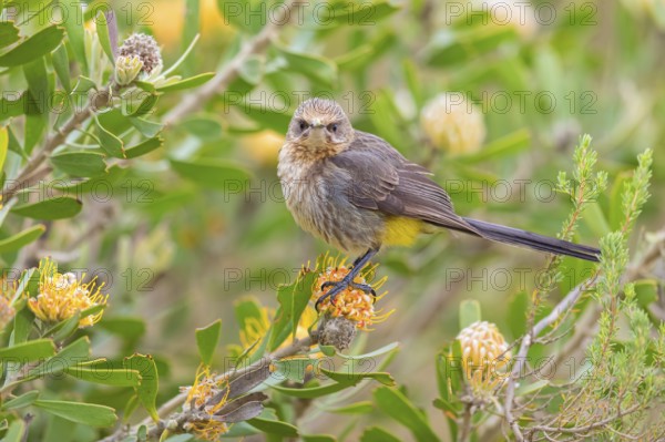 Cape sugarbird (Promerops cafer), Harold Porter National Botanical Gardens, Betty's Bay, Western Cape, South Africa