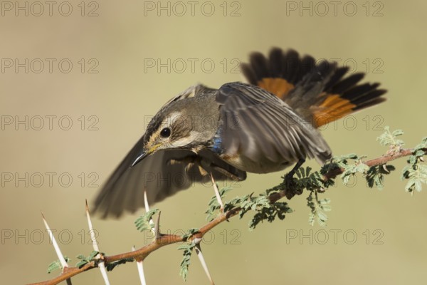 Bluethroat (Luscinia svecica svecica) male, Eilat, Israel