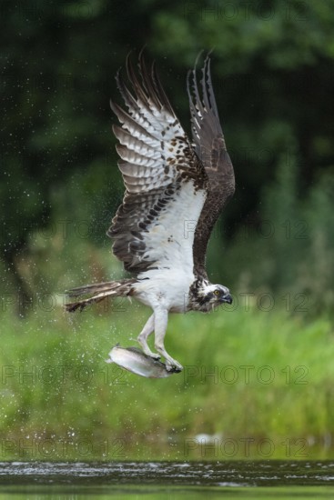 Osprey, Pandion haliaetus, Aviemore, Scotland, Great Britain