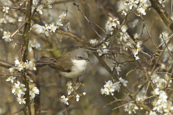 Lesser Whitethroat (Sylvia curruca), Rhineland-Palatinate, Germany
