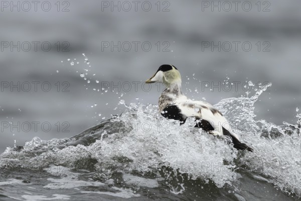 Common Eider (Somateria mollissima) male, Smaland, Sweden