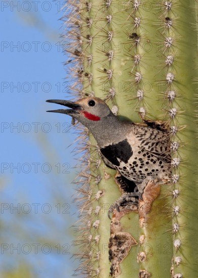 Gilded Flicker Colaptes auratus Tucson, Pima Co., ARIZONA, USA 26 April Adult Male Picidae