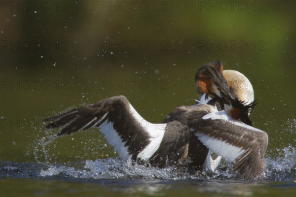 Great Crested Grebe (Podiceps cristatus) fighting for territory, North Rhine-Westphalia, Germany