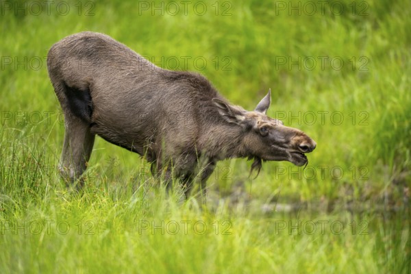 Eurasian elk (Alces alces) standing in a little swamp in early summer, Bavarian Forest, Bavaria, Germany