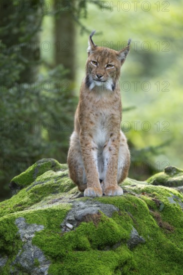 Eurasian lynx (Lynx lynx) sitting on a moss-covered rock in the forest and looking attentively, captive, Bavarian Forest National Park, Bavaria, Germany