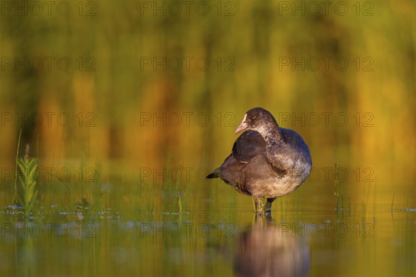 Eurasian Coot (Fulica atra) juvenile, North Rhine-Westphalia, Germany