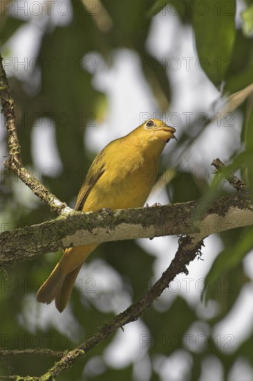 Summer Tanager (Piranga rubra) female, Costa Rica