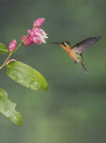 Purple-throated Mountaingem (Lampornis calolaemus) female flying while feeding at a flower, Costa Rica