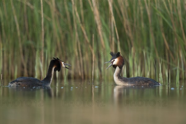 Great Crested Grebe (Podiceps cristatus) fighting over territory, North Rhine-Westphalia, Germany