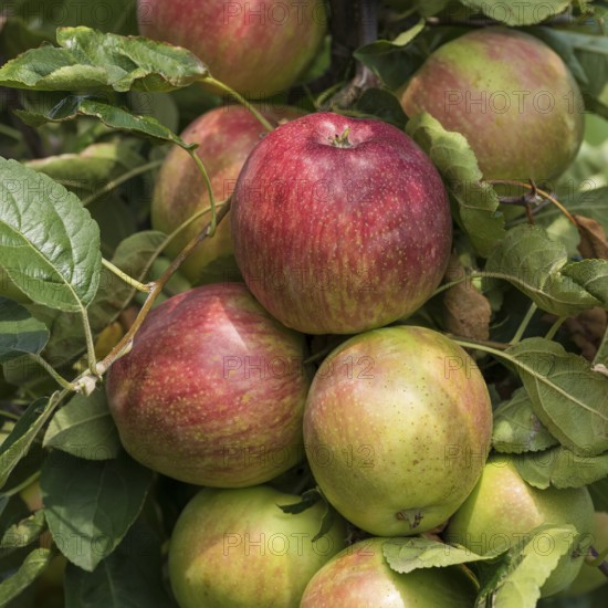 Apple (Malus domestica 'Summerred'), Merkel family, Austria