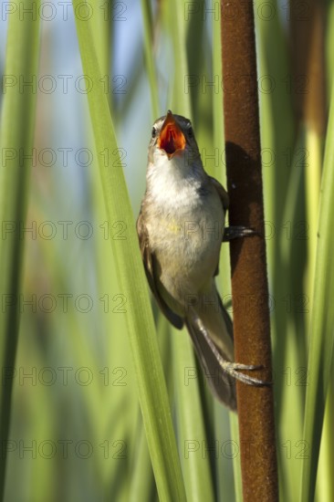 Great Reed Warbler (Acrocephalus arundinaceus) singing, Castile-La Mancha, Spain
