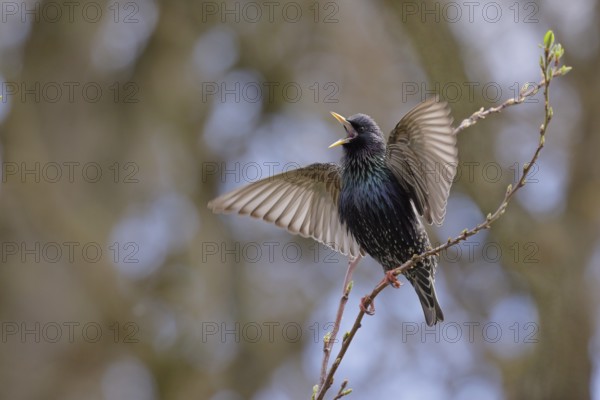 Star, lat.Sturnus vulgaris, Männchen balzt auf einem Ast im Zwetschgenbaum