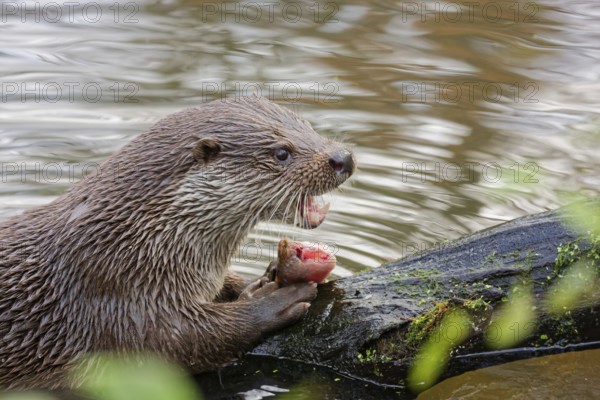 European otter (Lutra lutra) sitting on riverbank and holding a fish while feeding, close-up wildlife scene with wet fur, natural freshwater habitat, detailed portrait of predator behavior, calm water surface in background, high detail nature photography, Poland
