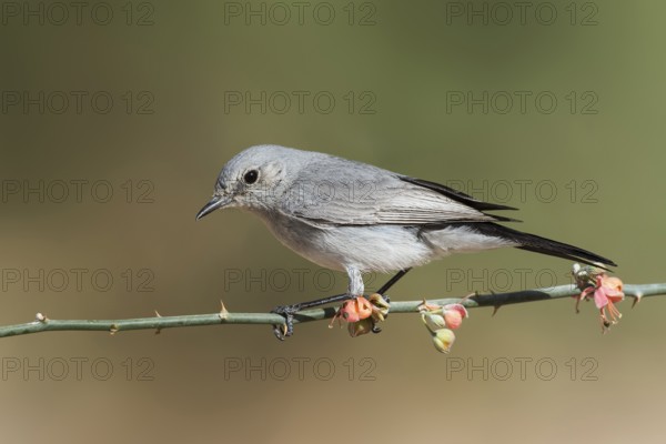 Blackstart (Oenanthe melanura) perched on a branch, Eilat, Israel