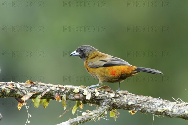Passerini's Tanager (Ramphocelus passerinii) female perched on a branch, Costa Rica