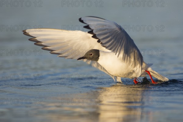 Bonaparte's Gull (Chroicocephalus philadelphia) taking flight, British Columbia, Canada
