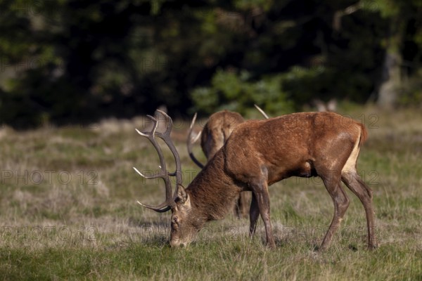 At the end of the rut, red deer (Cervus elaphus) begin to feed, having lost up to 20 per cent of their body weight, rutting season, October, Denmark