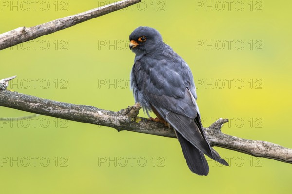 Red-footed Falcon (Falco vespertinus) adult male perched on a branch, Subotica, Serbia