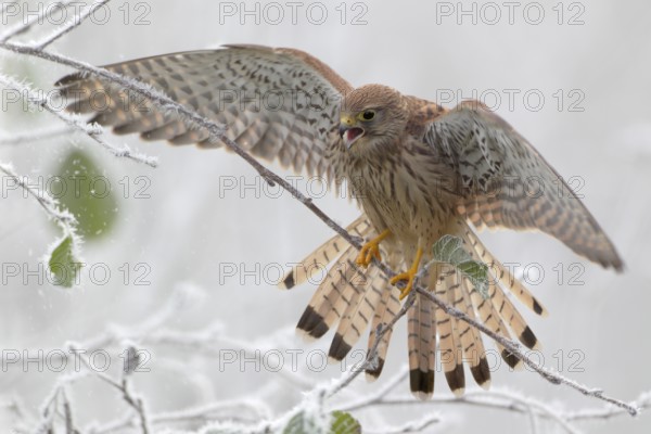 Turmfalke balanciert auf dünnem Ast mit geöffneten Flügeln; Rauhreif; lat. Falco tinnunculus