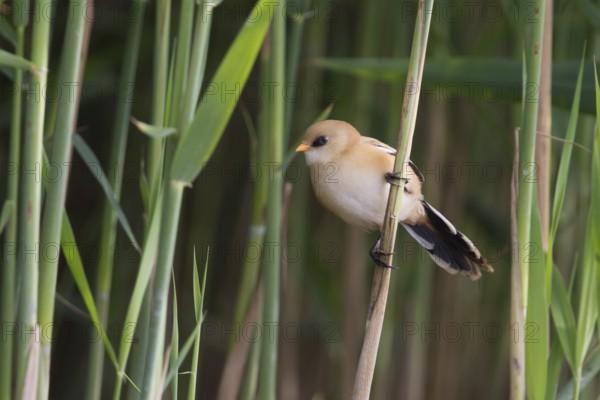 Bearded Reedling - Bartmeise - Panurus biarmicus ssp. biarmicus, Germany, juvenile