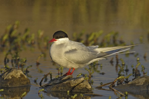 Arctic Tern (Sterna paradisaea), Manitoba, Canada