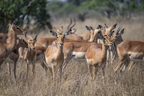 Herd of impala (Aepyceros melampus) in tall grass, black heeler antelope, Kruger National Park, South Africa