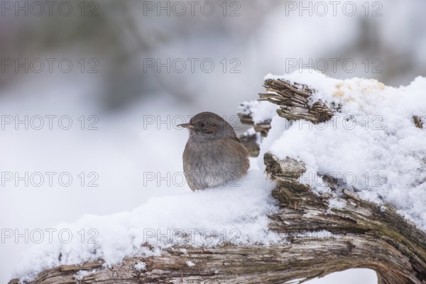 Dunnock (Prunella modularis), Bavaria, Germany