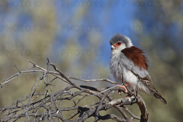 Pygmy Falcon (Polihierax semitorquatus) female, Northern Cape, South Africa