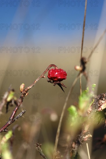 Rosehip, Germany