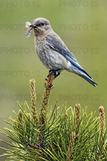 Mountain Bluebird (Sialia currucoides) female with insects in its beak, British Columbia, Canada