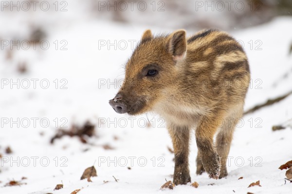 Wild boar (Sus scrofa) in the snow, fresh boar, Melle, Lower Saxony, Germany