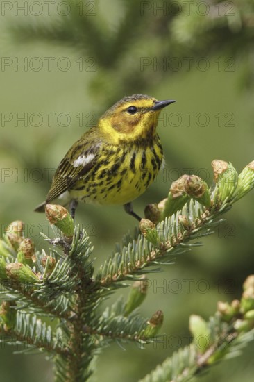 Cape May Warbler (Setophaga tigrina), Manitoba, Canada
