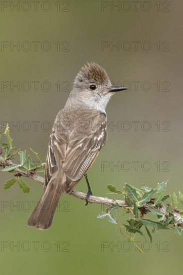 Ash-throated Flycatcher (Myiarchus cinerascens), Texas, USA