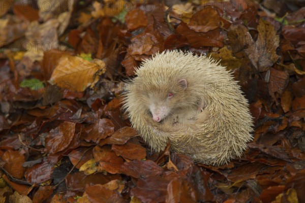 European hedgehog (Erinaceus europaeus) white albino adult animal on fallen leaves in a woodland in the autumn, England, United Kingdom