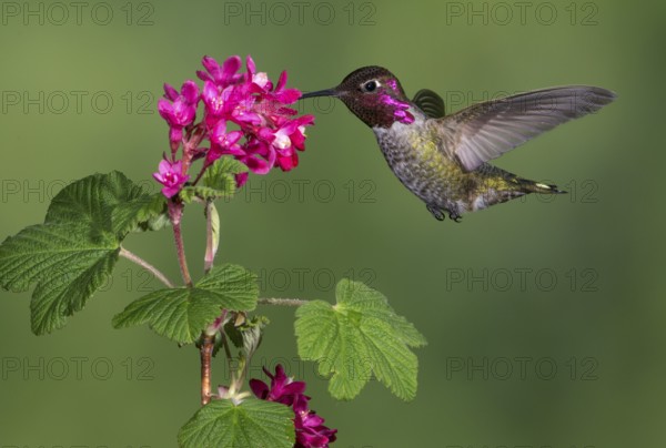 Anna's Hummingbird Male (Calypte anna) - Victoria BC, Canada