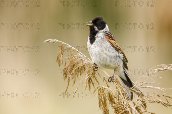 Common Reed Bunting (Emberiza schoeniclus) male from reed stalk, Poland