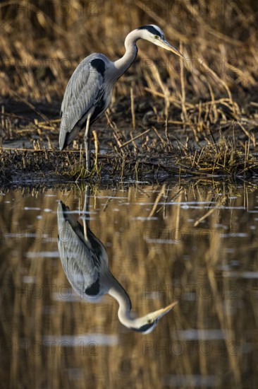 Grey heron (Ardea cinerea) Germany