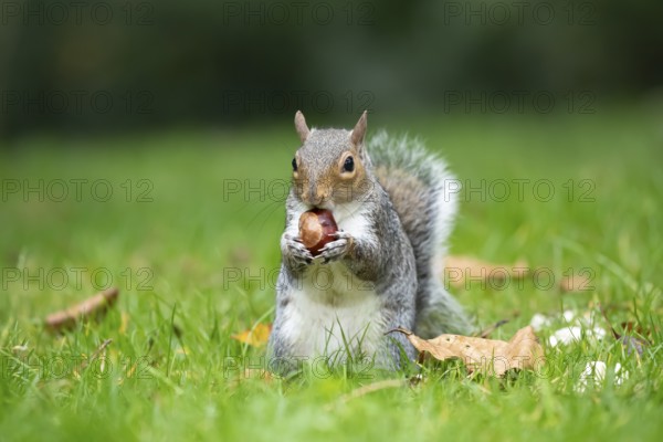 Grey squirrel (Sciurus carolinensis) adult animal feeding on a Horse chestnut nut or conker in autumn, England, United Kingdom