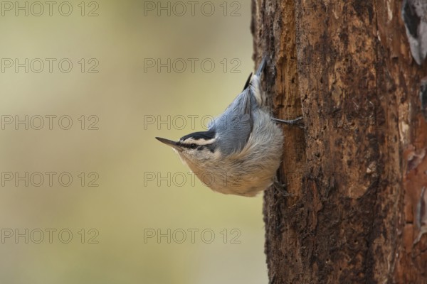 Corsican Nuthatch (Sitta whiteheadi), Corsica, France