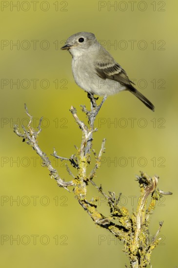 American Grey Flycatcher (Empidonax wrightii), Oregon, USA