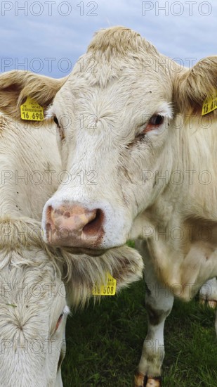 Close-up of a cow (bos taurus) with ear tags on a green meadow, Franconian Forest nature park Park