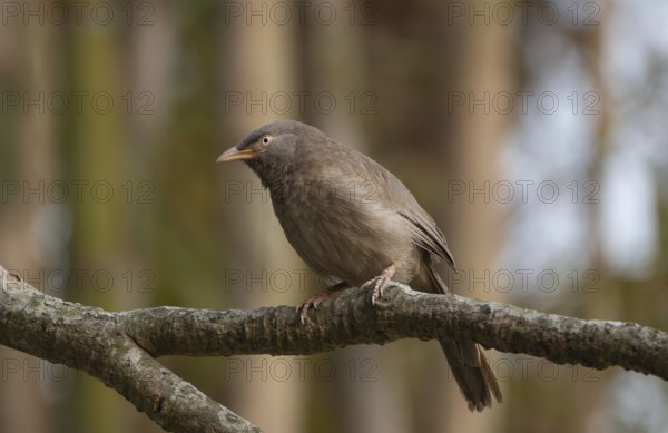 A jungle babbler (Argya striata) on a tree branch, Sreepur, Gazipur, Bangladesh