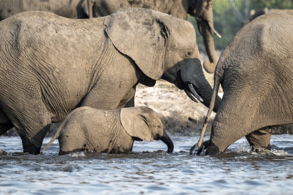 Herd of animals with young, African elephant (Loxodonta africana) drinking at the Chobe River, Ihaha, Chobe National Park, Botswana, Africa